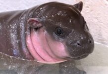 How Social Media Launched the Metro Richmond Zoo to National Fame